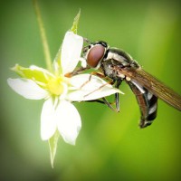 /album/biocultura-com-br/photolia-a02-jpg/