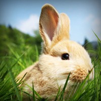 /album/biocultura-com-br/photolia-a03-jpg/