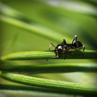 /album/biocultura-com-br/photolia-a05-jpg/